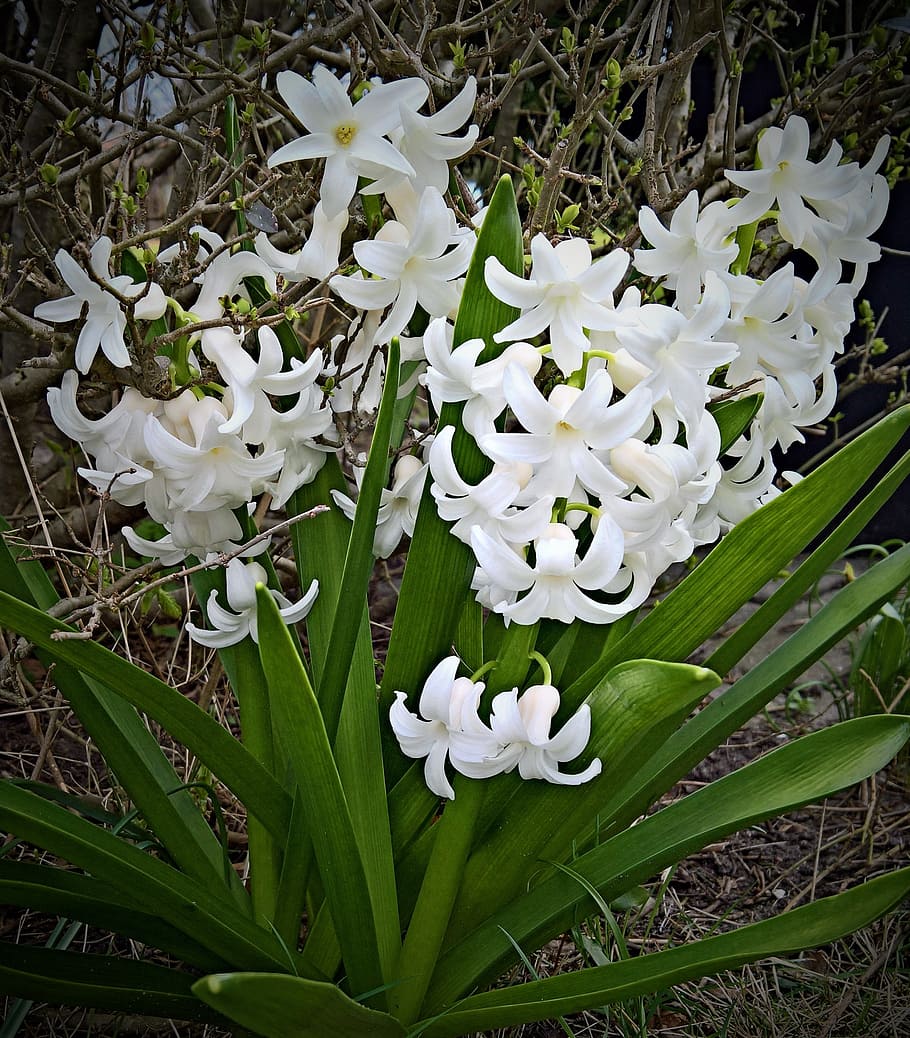plant, hyacinth, flower, white flowers, asparagus plant, flower bulb, HD wallpaper