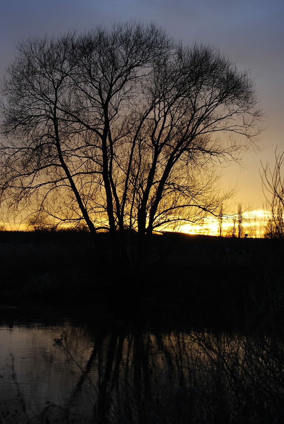 Tree, Twilight, Sunset, reflection, silhouette, bare tree, nature HD wallpaper