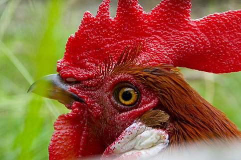 selective focus chicken, hahn, gockel, poultry, cockscomb, red ridge HD wallpaper