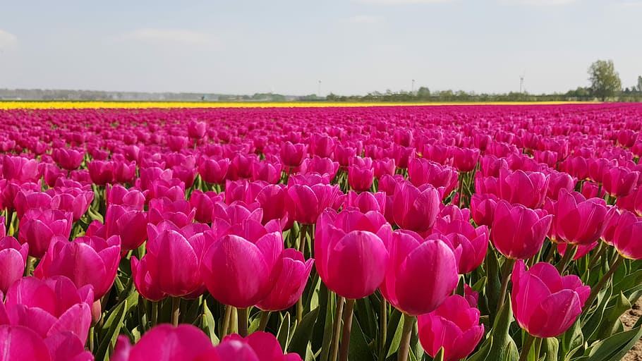 tulips, bulbs, spring, holland, tulip fields, flower, netherlands, HD wallpaper