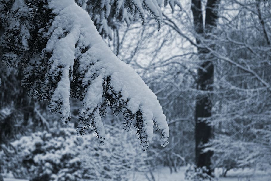 snow, branch, yew, winter, forest, cold, mourning, bereavement, HD wallpaper