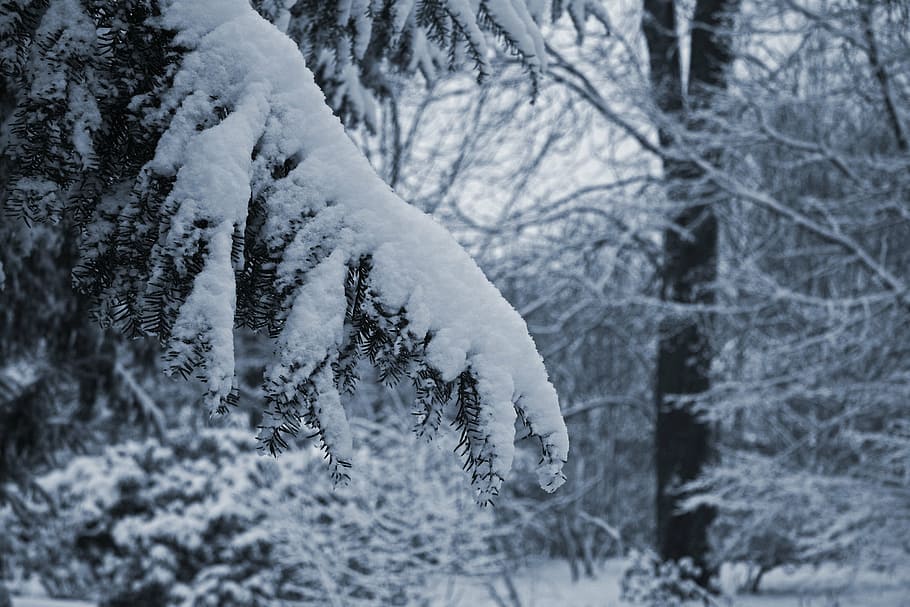 snow, branch, yew, winter, forest, cold, mourning, bereavement HD wallpaper