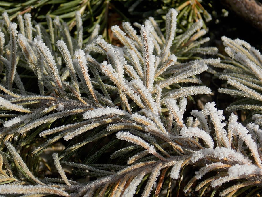 pine, tree, pine tree, christmas, branch, fir, holiday, winter HD wallpaper