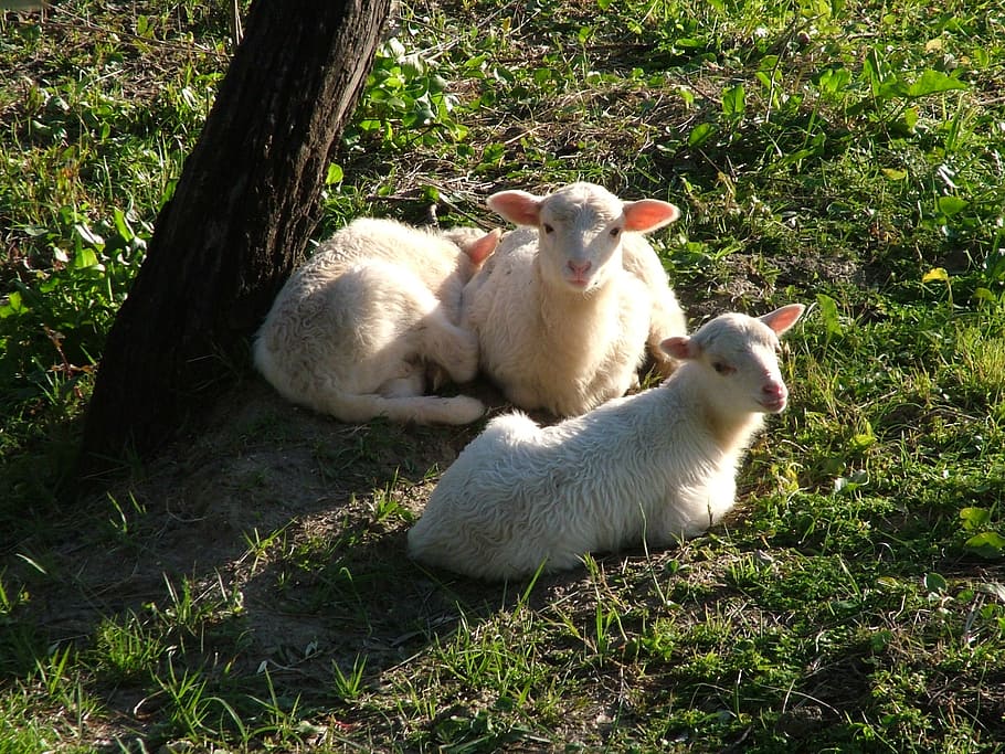 sheep, nature, animal, farm, cute, grass, agriculture, mammal HD wallpaper