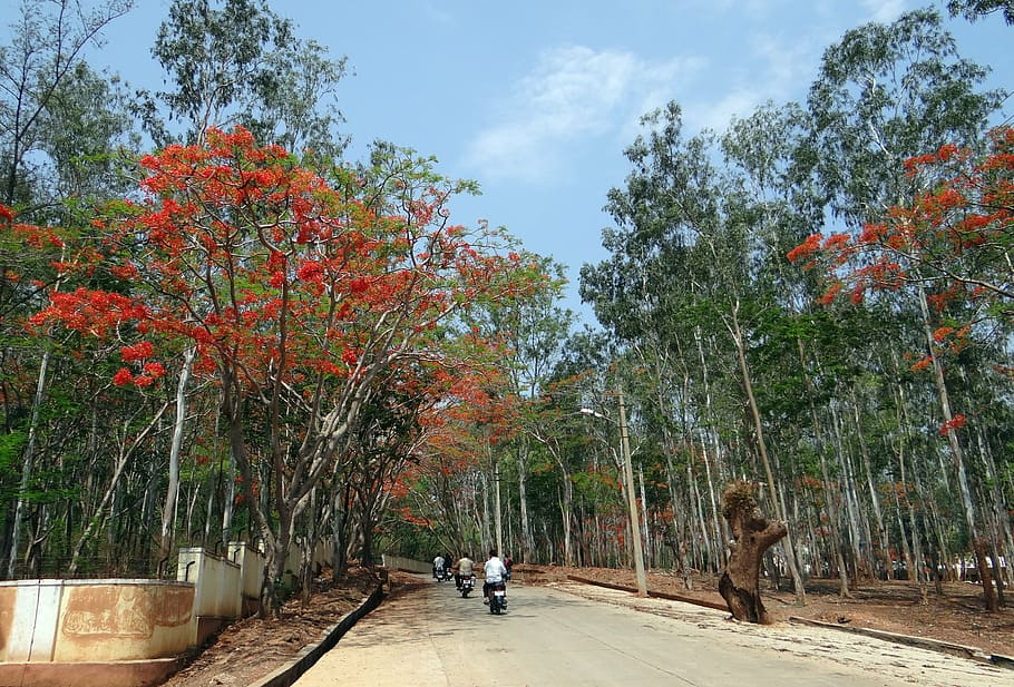 eucalyptus trees, avenue, delonix regia, gulmohor, dharwad, HD wallpaper