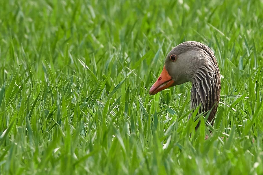 goose, grass, head, breed, nature, summer, meadow, animal themes HD wallpaper