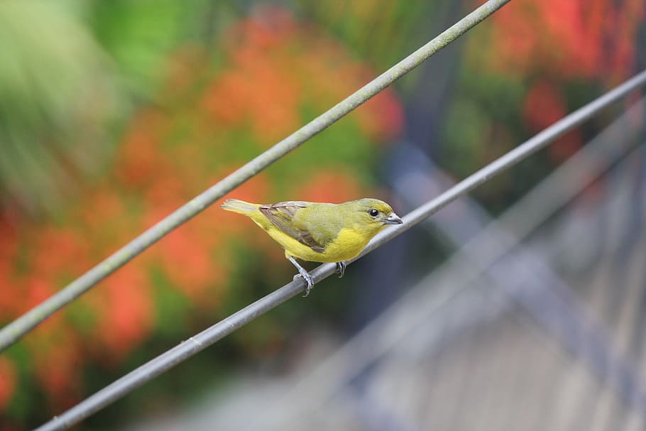 bird, stopped, cable, animal, animal themes, vertebrate, animal wildlife HD wallpaper