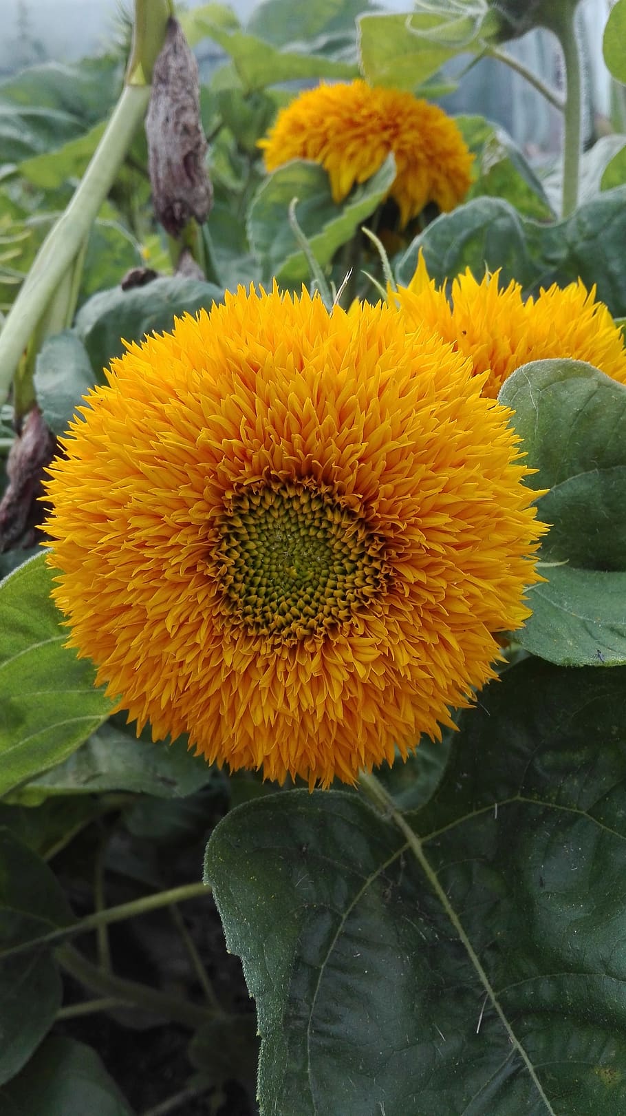Sunflower, Flowers, Nature, growth, plant, fragility, freshness HD wallpaper