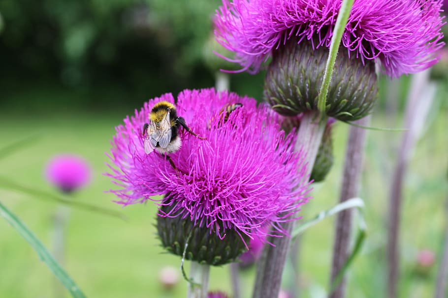 bumblebee, flerbladet thistle, nature, flower, plant, purple HD wallpaper