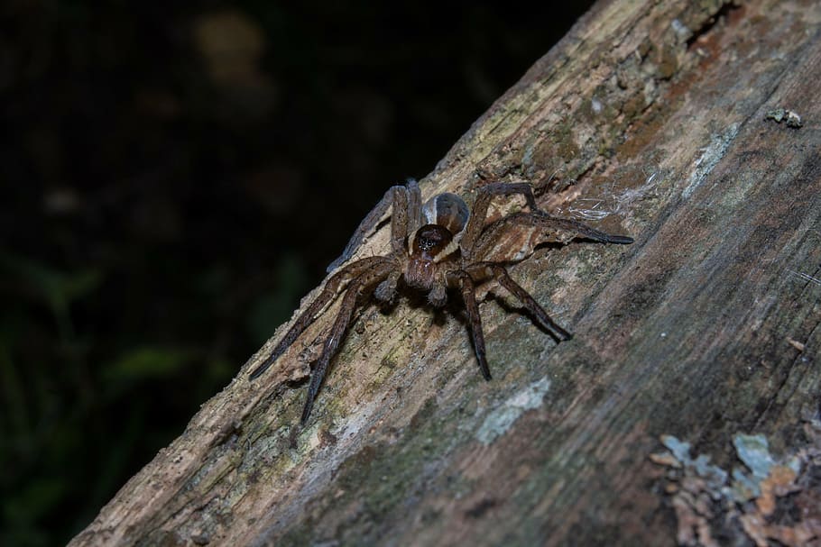 spider, nature, forest, night, animal themes, animal wildlife HD wallpaper