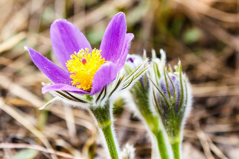 Flowers, Spring, Plants, nature, purple, close-up, beauty in nature HD wallpaper