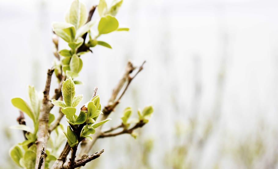 selective focus green leafed plant photography, Nature, Landscape HD wallpaper
