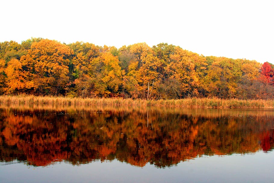 autumn, lake, forest, reflection, yellow, landscape, leaf, nature HD wallpaper