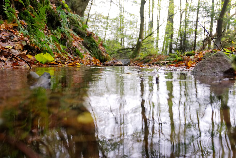 bach, forest, mirroring, water, nature, landscape, moss, trees HD wallpaper