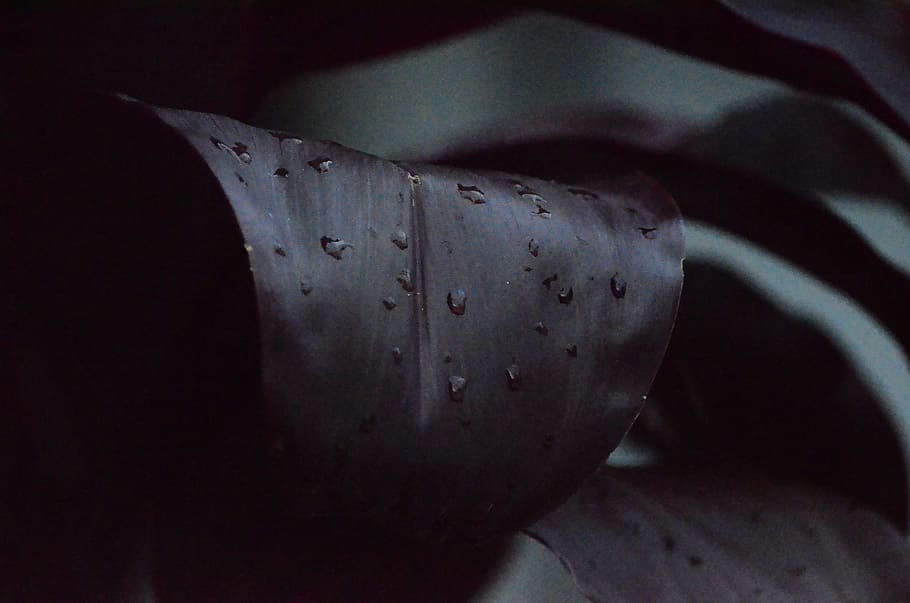 water droplets on brown leaf, water dew on leaf photography, purple HD wallpaper
