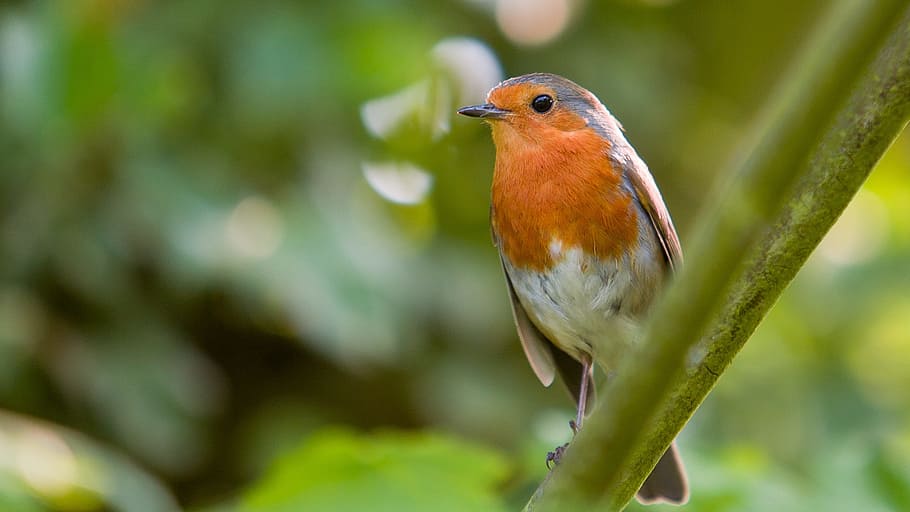 Robin, Bird, Nature, Wildlife, red, small, plumage, feather HD wallpaper