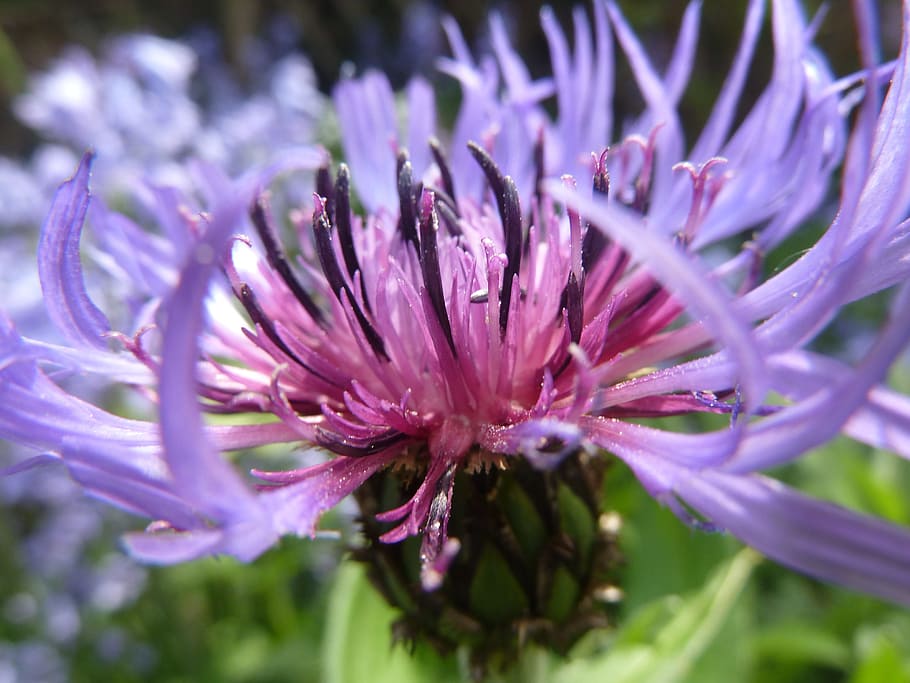 Cornflower, Blue, Blue, Blossom, Bloom, wild flower, blue flower HD wallpaper