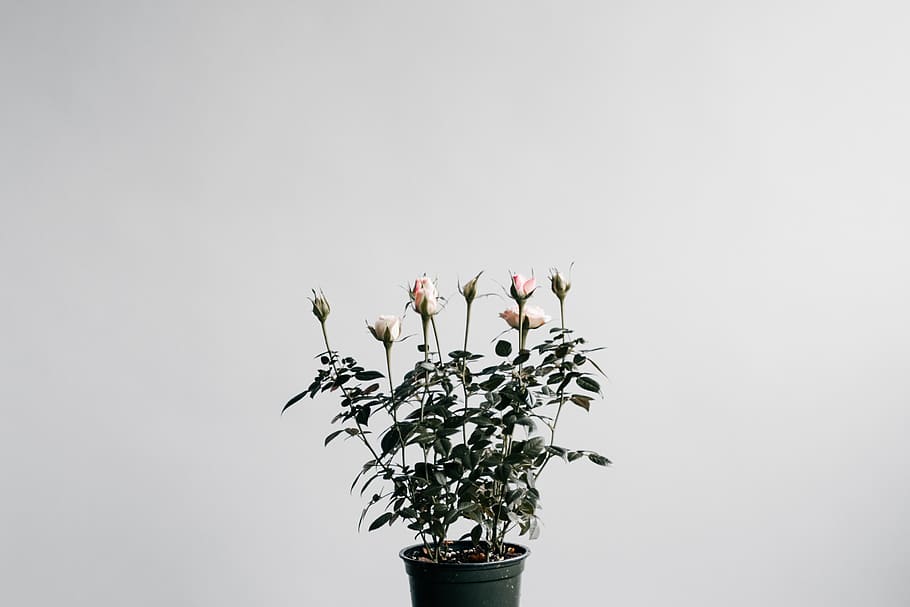flower, plant, pot, growth, fragility, vulnerability, beauty in nature HD wallpaper