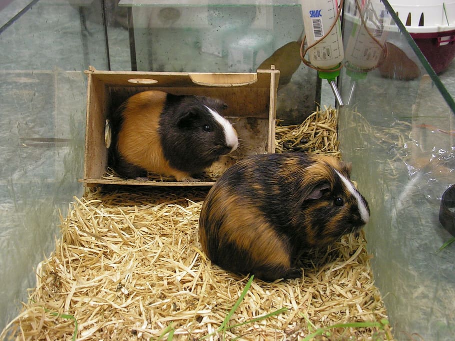 Guinea pig shop aquarium cage