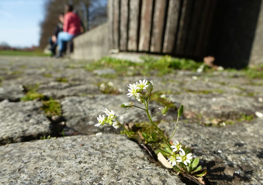 flower, moss, bloom, small, small flower, white, close, plant HD wallpaper