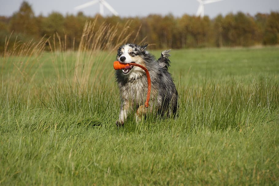 dog, shepherd, race, pets, animal, canine, purebred Dog, mammal HD wallpaper