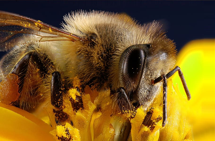closeup photography of brown bee perching on yellow flower HD wallpaper