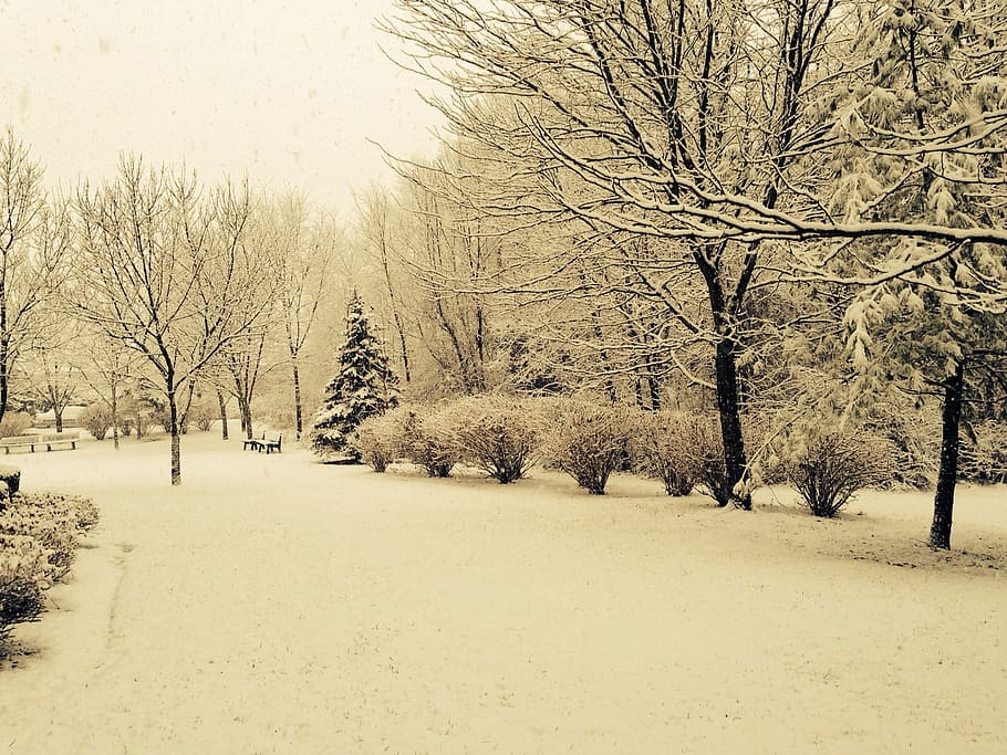 snow covered pathway and trees sepia photography, winter, nature HD wallpaper