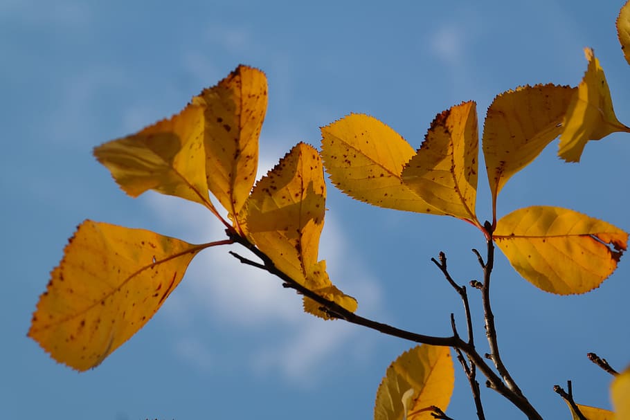 Leaves, Yellow, Autumn, Fall, Fall Foliage, coloring, fall color, HD wallpaper