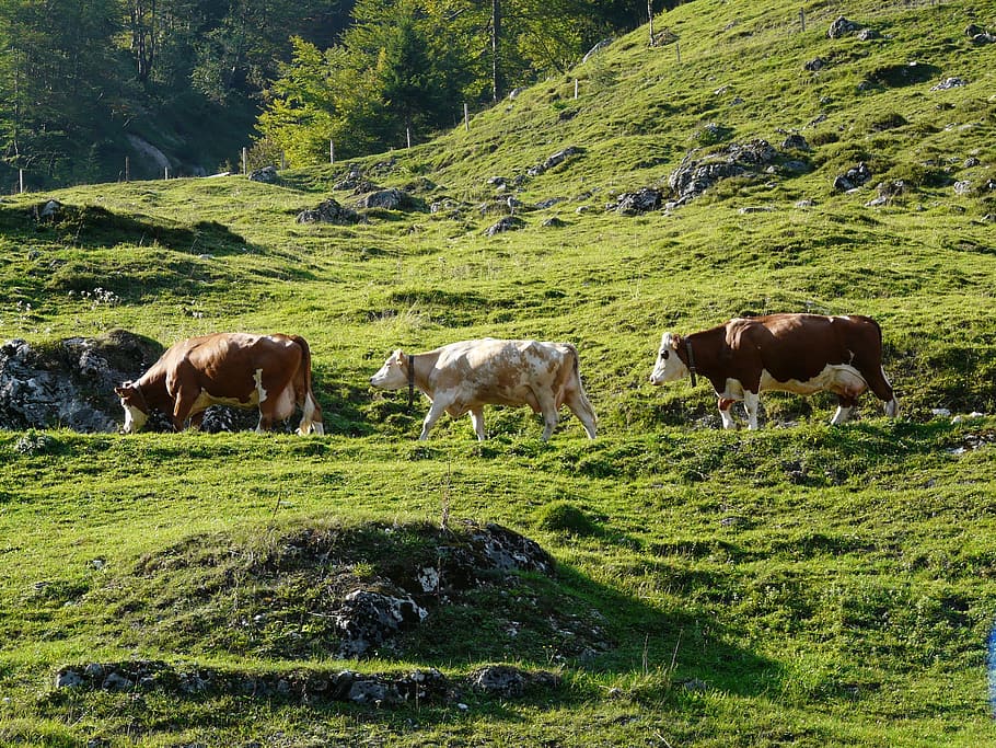 Cows, Almabtrieb, Tradition, viehscheid, meadow, cattle, nature HD wallpaper