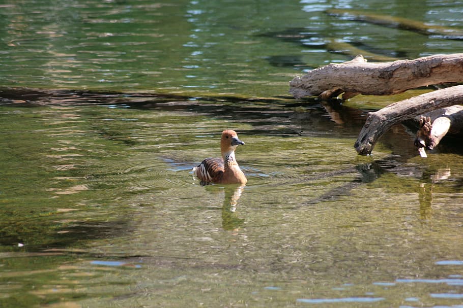 duck, ave, bird, water, animal, nature, wild ducks, waterfowl HD wallpaper