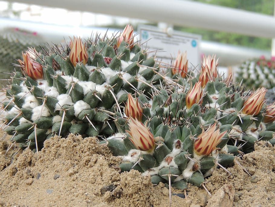 Cactus, Flower, Thorns, Desert, no people, nature, day, growth HD wallpaper