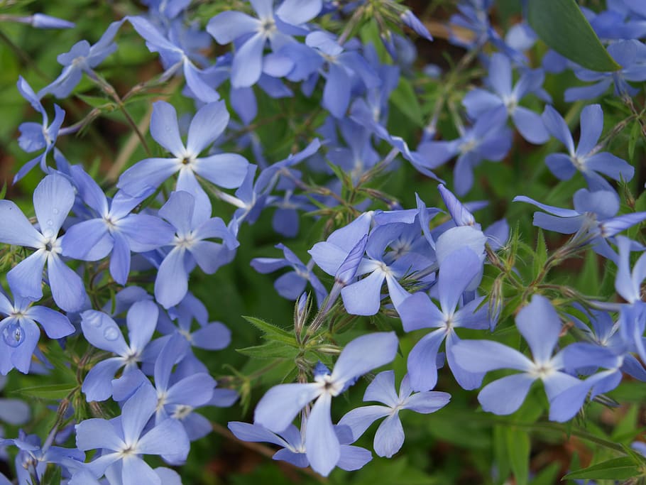 flowers, spring, flowering, flowering plant, vulnerability HD wallpaper