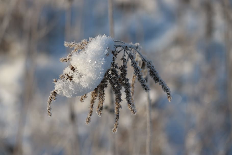 Snow, Ice, Winter, Cold, Iced, Plant, frozen, cold temperature HD wallpaper