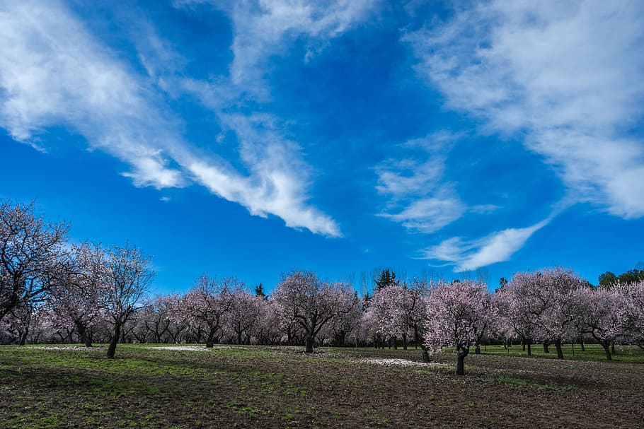 green grass field with pink trees, almond tree, spring, park, HD wallpaper