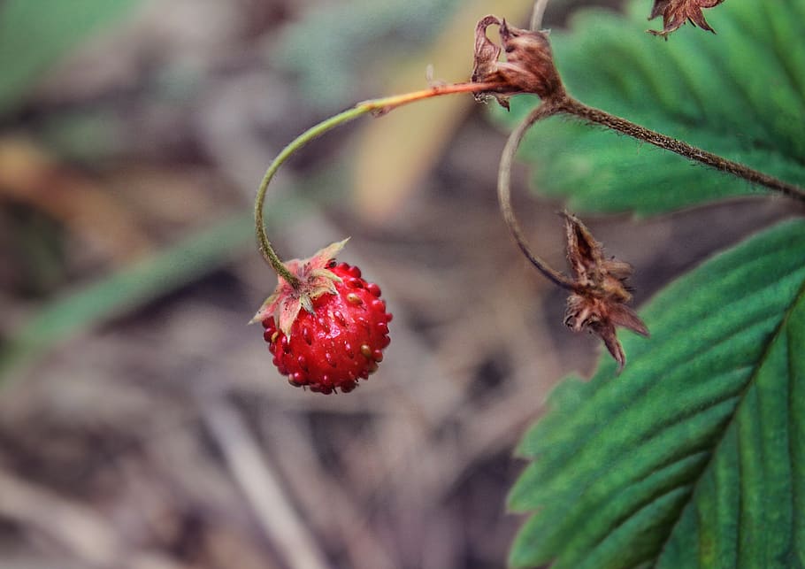 wild strawberry, forest, fruit, food, food and drink, healthy eating HD wallpaper