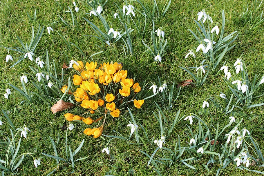 crocus, snowdrop, flowers, spring, flowering plant, freshness HD wallpaper