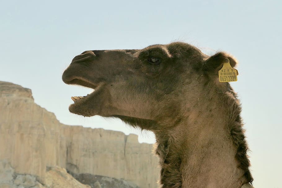 kazakhstan, camel, desert, animal themes, one animal, mammal HD wallpaper
