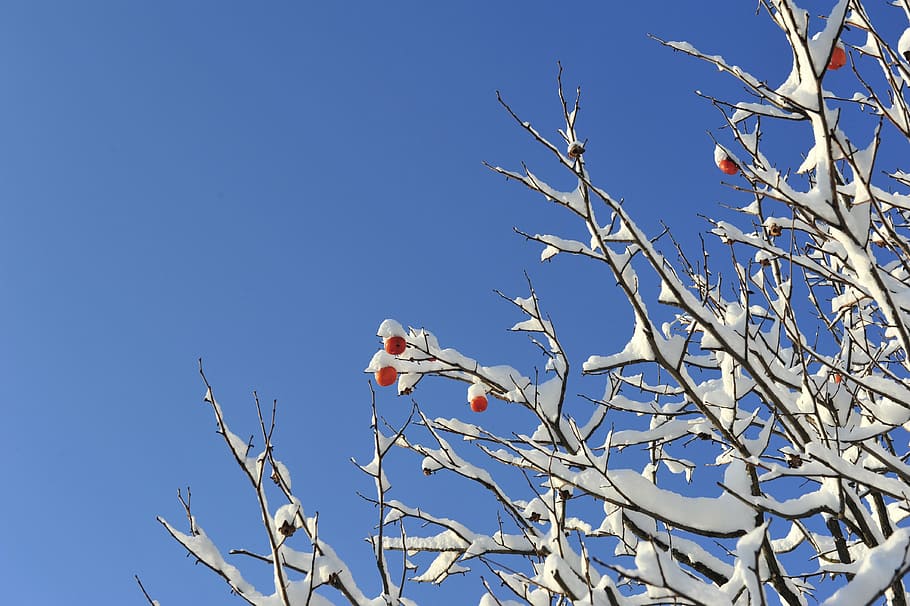 winter, winter tree, snow, currants, persimmon, nature, branch HD wallpaper