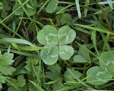 green leafed grass, Four-Leaf Clover, Green, Leaf, plant, design HD wallpaper