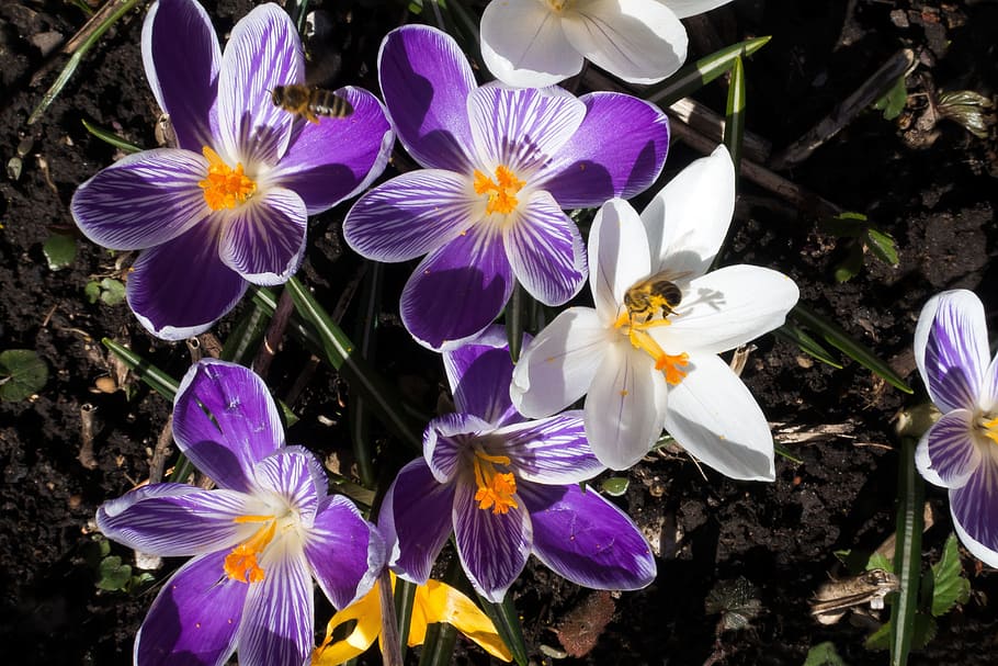 close-up photography of purple and white petaled flower, spring HD wallpaper