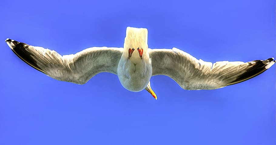 Flight, Fly, Water Bird, Wing, sky, sea, seagull, nature, mood HD wallpaper
