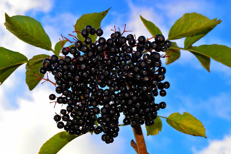 black berry fruits close-up photo, autumn, tree, leaf, bush HD wallpaper