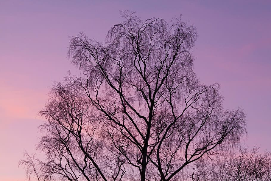 tree, cloud, sky, silhouette, fire, evening light, branch, bare tree HD wallpaper