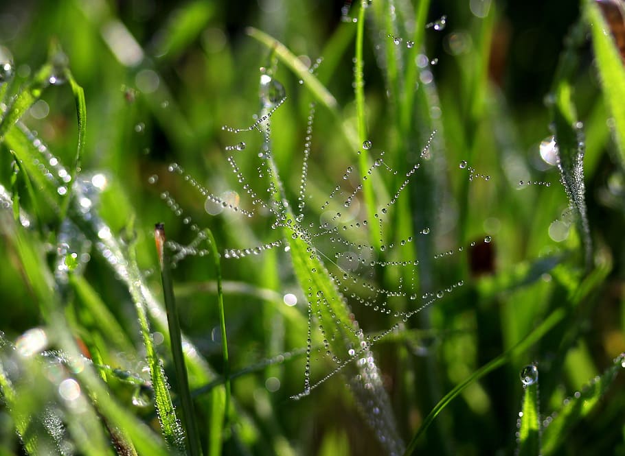 grass, wet, drops, green, bokeh, plant, water, fragility, spider web HD wallpaper