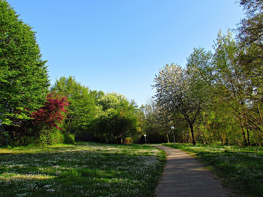 park, alley, spring, tree, nature, spacer, landscape, plant HD wallpaper