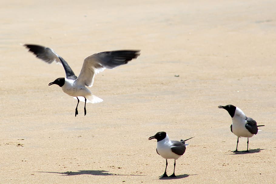 seagulls, fly, beach, sunny, nature, bird, summer, vacation HD wallpaper