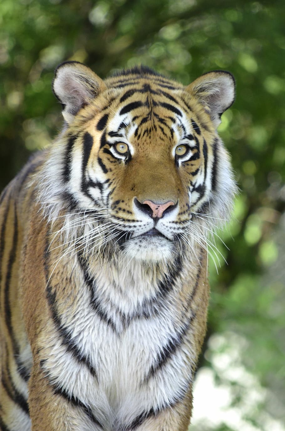 shallow focus photography of Bengal tiger during daytime, predator HD wallpaper