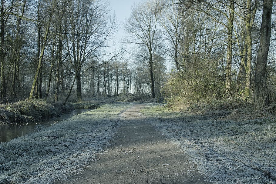 path, forest, trees, road, landscape, hiking, buitenweg, footpath HD wallpaper