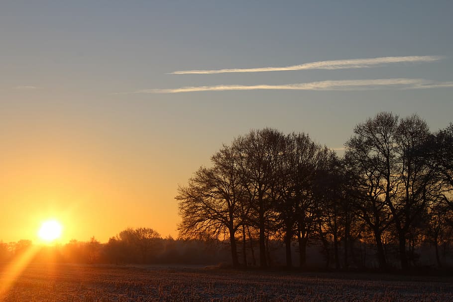 trees during sunset, sunrise, winter, landscape, morgenstimmung HD wallpaper