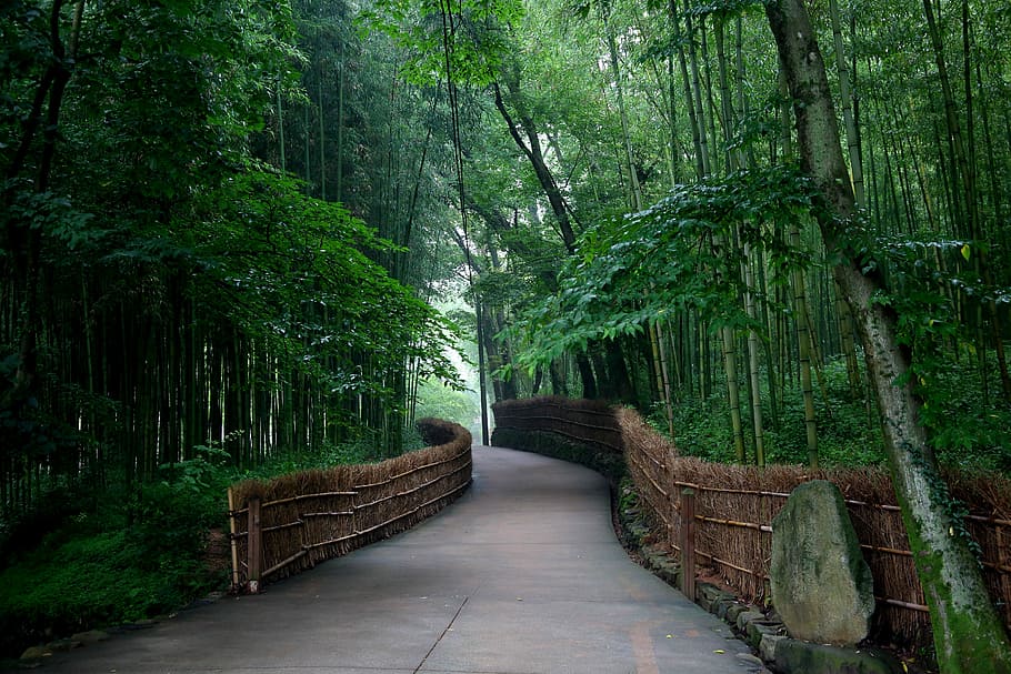 photo of road surrounded by bamboo trees, wood, nature, leaf HD wallpaper